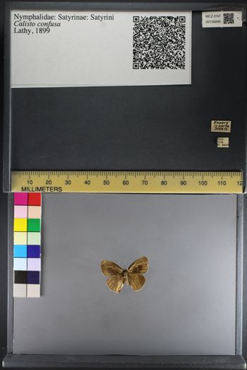 Media type: image;   Entomology 156695